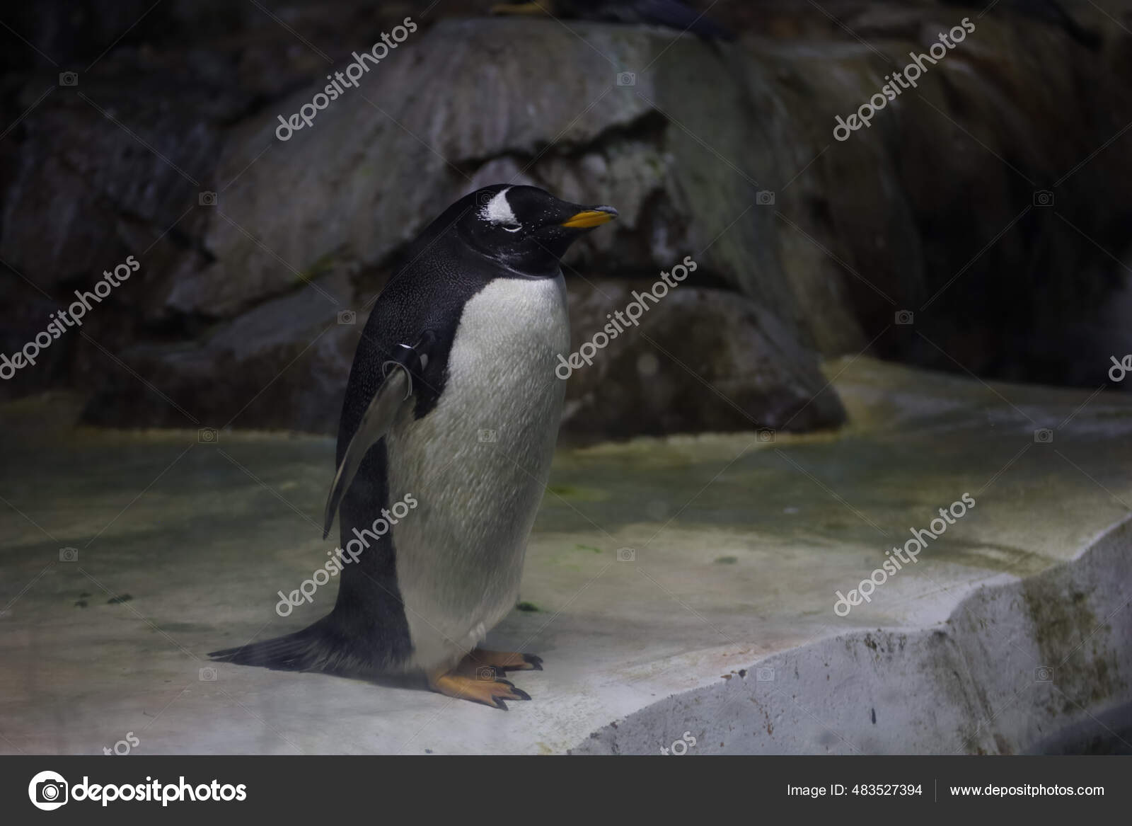 Cute Penguin Kansas City Zoo Missouri Usa Stock Photo by ©Wirestock