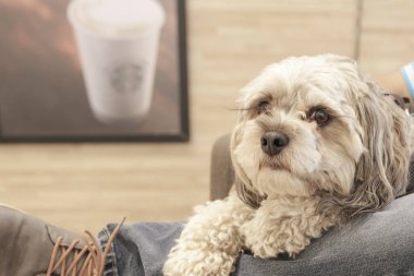 A selective focus shot of a cavapoo puppy sitting on a couch clipart