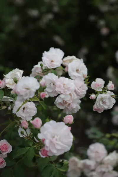 Close Pequeno Grupo Rosas Brancas Foco Selecionado — Fotografia de Stock
