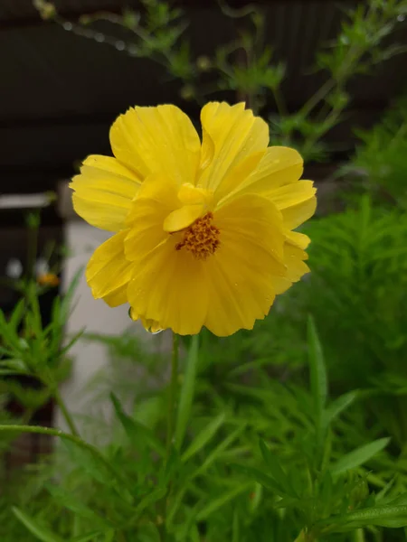 Una Hermosa Flor Amarilla Coreopsis Lanceolata Con Gotitas Agua Jardín —  Fotos de Stock