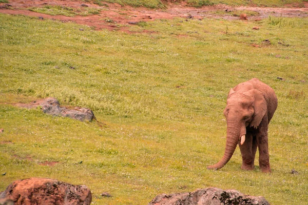 Sad Lonely Baby Elephant Walking Alone Big Empty Field Trying — Stock Photo, Image