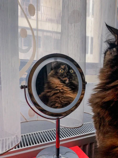 一只猫在镜子上看着自己的垂直后视图 — 图库照片