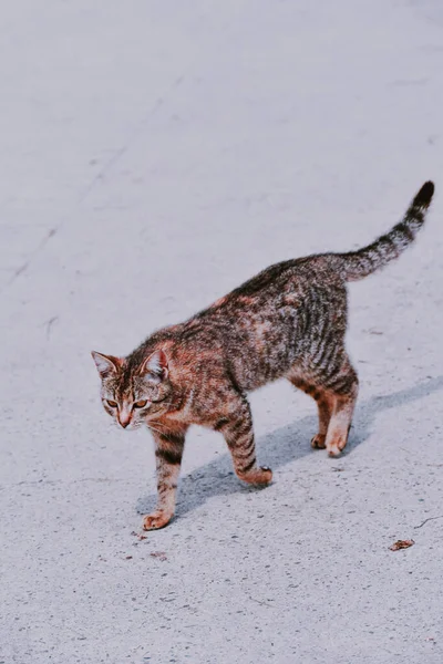 Крупный План Милой Коричневой Полосатой Кошки Идущей Улице — стоковое фото