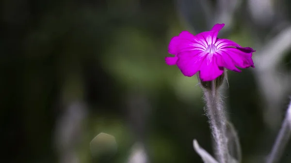 Selective Focus Beautiful Carnation Flower Blooming Garden Blurred Background — Stock Photo, Image