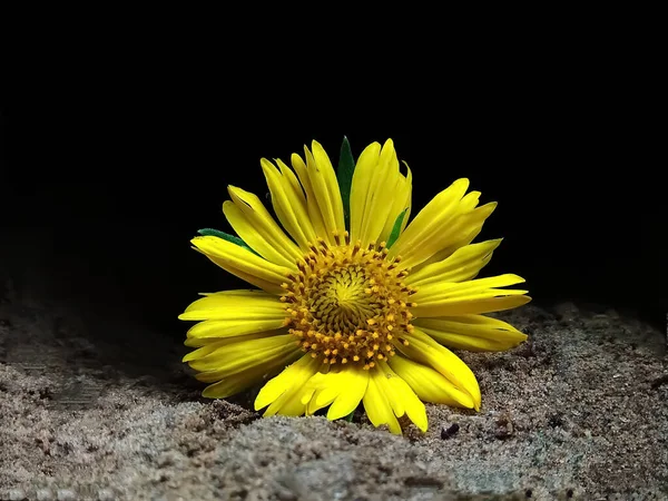 Primer Plano Una Flor Amarilla Sobre Una Piedra — Foto de Stock