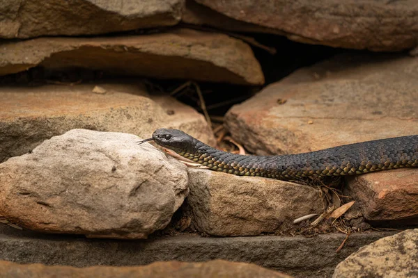 Gros Plan Serpent Tigre Sur Des Pierres Indigènes Tasmanie Australie — Photo