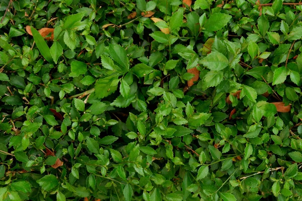 Egy Közeli Zöld Lombozat Zöld Növények — Stock Fotó