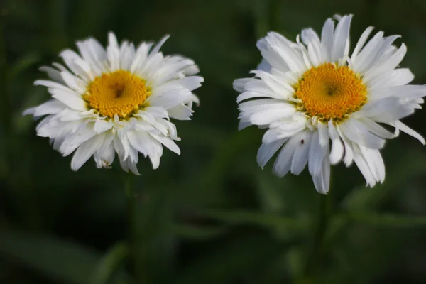 Gros Plan Belles Fleurs Marguerite — Photo