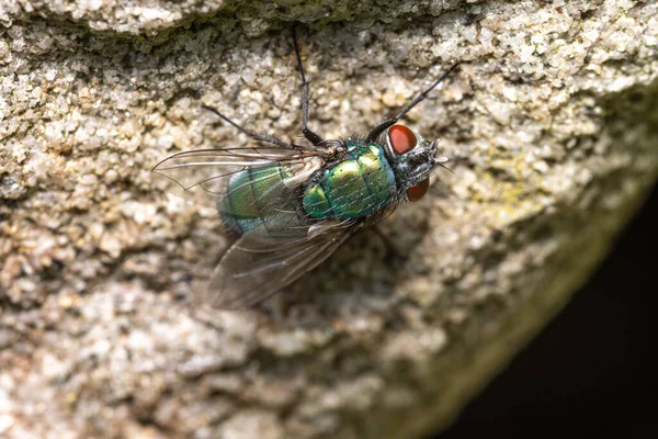 Een Closeup Van Een Groene Fles Vlieg Een Ruwe Muur — Stockfoto