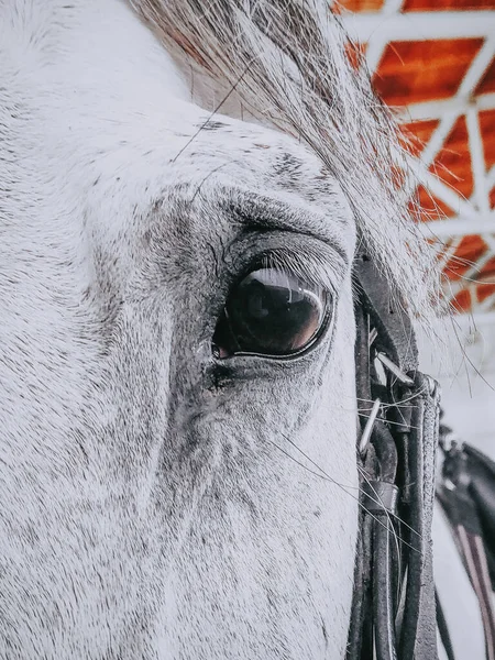 Een Closeup Van Een Hoofd Van Een Wit Paard — Stockfoto