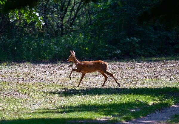 一只棕色的鹿朝森林跑去 — 图库照片