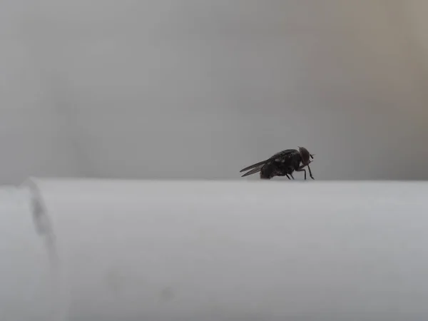 อกโฟก สของแมลงว วเล บนพ ขาวบนพ นหล ดเจน — ภาพถ่ายสต็อก