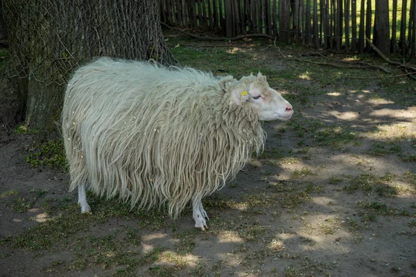 Słodka Biała Puszysta Owca Barze — Zdjęcie stockowe