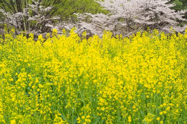 黄色の花のクローズアップショット — ストック写真