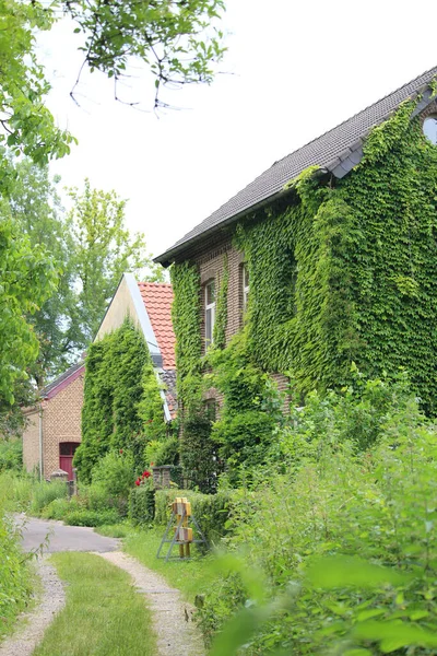 Een Huis Begroeid Met Groene Bladeren — Stockfoto