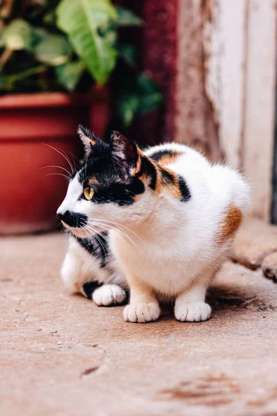 Ένα Κάθετο Πλάνο Μιας Γάτας Που Κοιτάζει Πλαγίως Έξω — Φωτογραφία Αρχείου
