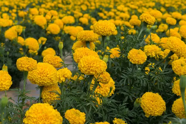 Piękne Ujęcie Tętniącego Życiem Żółtego Pola Marigold Słoneczny Dzień — Zdjęcie stockowe