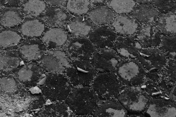 Eine Graue Nahaufnahme Des Mit Moos Bedeckten Steinbodens — Stockfoto
