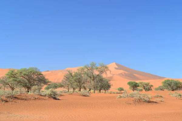 Een Landschap Met Bomen Gouden Woestijn Onder Een Heldere Blauwe — Stockfoto