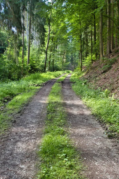 Tiro Vertical Caminho Uma Floresta Verde — Fotografia de Stock