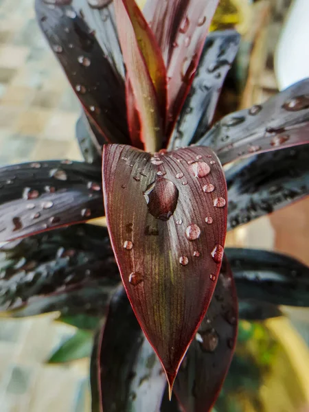 Close Gotas Água Uma Planta Vermelha Deixa Após Dia Chuvoso — Fotografia de Stock