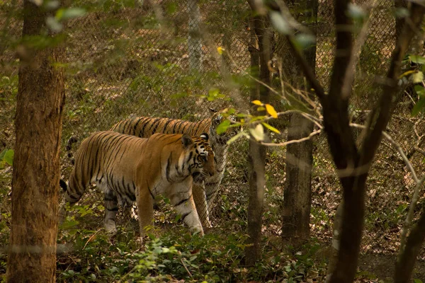 Beau Cliché Tigres Majestueux Marchant Les Uns Côté Des Autres — Photo