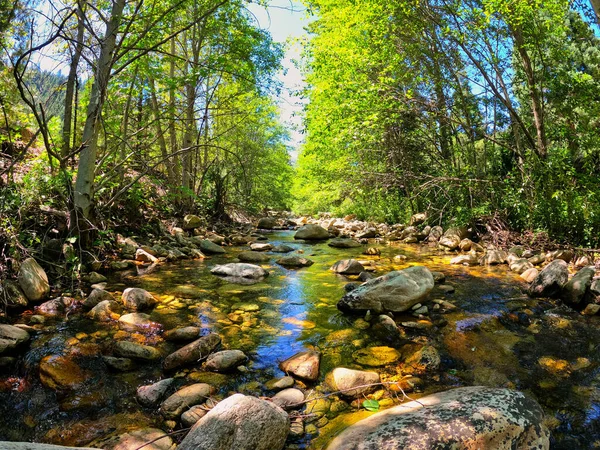 Zbliżenie Ujęcia Strumienia Rzeki Środku Lasu — Zdjęcie stockowe