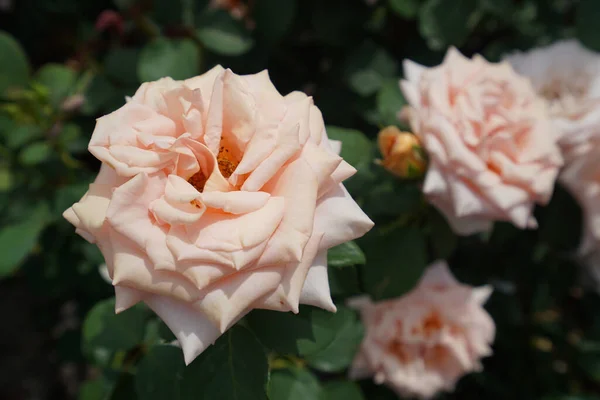 Zbliżenie Ujęcie Kwitnących Różowych Róż — Zdjęcie stockowe