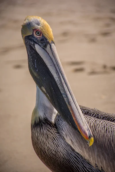 Pelicano Marrom Praia Areia Dia Ensolarado — Fotografia de Stock