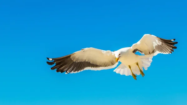 Une Mouette Volant Dans Ciel Bleu — Photo