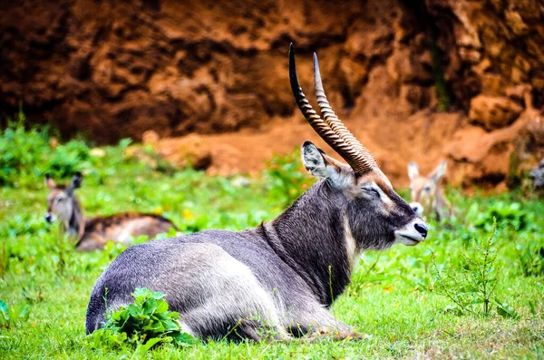 Closeup Aquatic Antelope Cobo Agua Lying Green Grass Cabarceno Cantabria — Stock Photo, Image