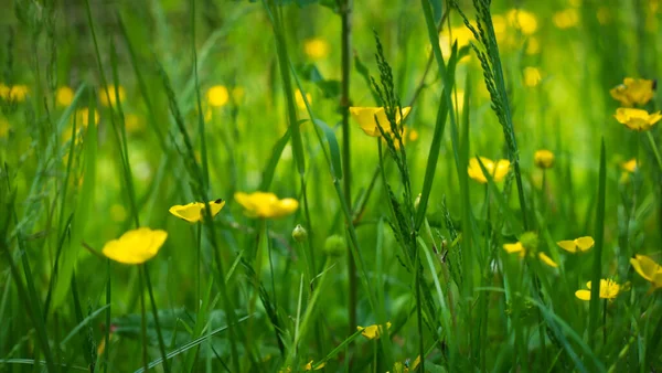 Szelektív Hagymás Boglárka Ranunculus Bulbosus Virágok Területen — Stock Fotó