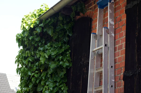 Sebuah Close Tangga Bersandar Dinding Dengan Ivies Tumbuh Atasnya — Stok Foto