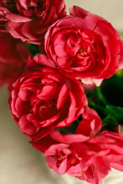 Egy Függőleges Közelkép Virágzó Rózsaszín Rózsákból — Stock Fotó