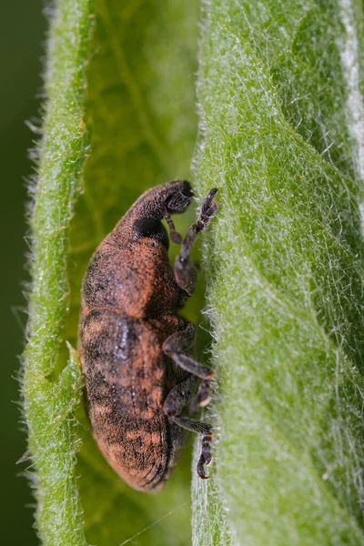 Närbild Bild Verkliga Weevils Ett Grönt Löv Solljus — Stockfoto