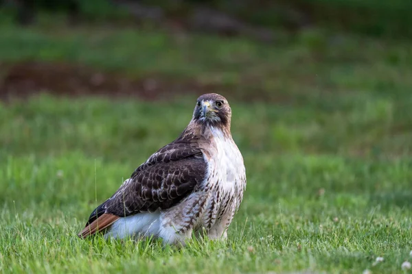 Une Image Rapprochée Oiseau Buse Queue Rousse Debout Sur Herbe — Photo