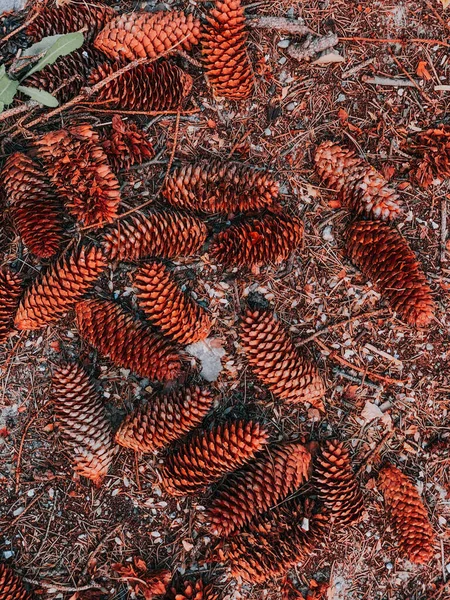 Vertikal Bild Pinecones Marken — Stockfoto