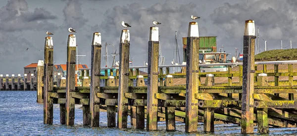 Közelkép Egy Tengeri Kikötőről Sirályokkal Fán — Stock Fotó