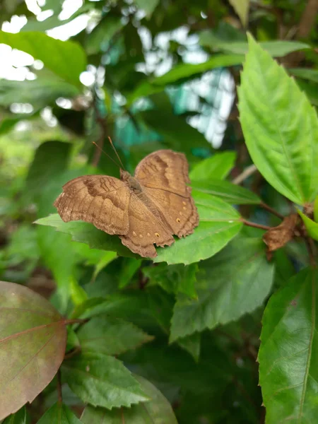 Plan Sélectif Papillon Junonia Iphita Perché Sur Feuille Verte — Photo