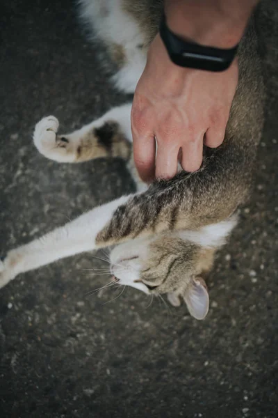 Eine Person Streichelt Eine Entzückende Hauskatze — Stockfoto