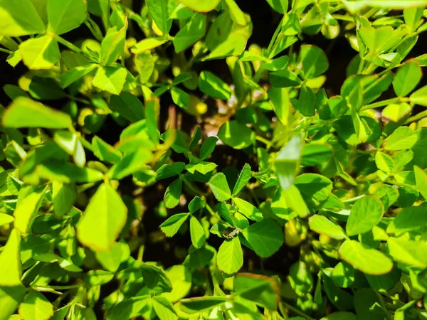 Gros Plan Petites Feuilles Herbe Dans Grand Pot Jardin Intérieur — Photo