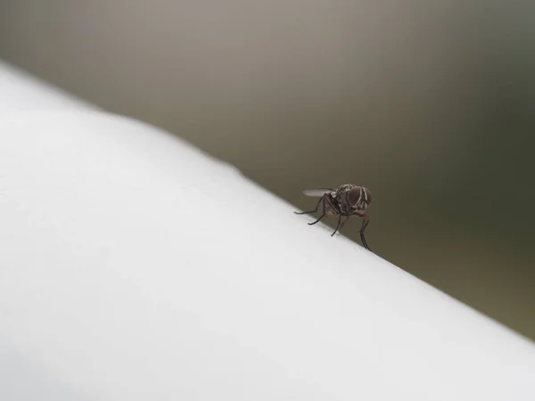 在模糊的背景下 一只小苍蝇在白色表面上的选择性聚焦 — 图库照片