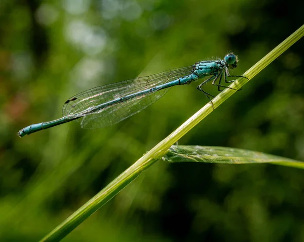 Selective Focus Shot Damselfly Green Twig — Stock Photo, Image