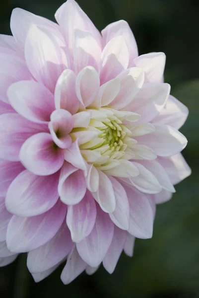 Une Photo Verticale Rapprochée Fleur Dahlia Couleur Pourpre Clair — Photo