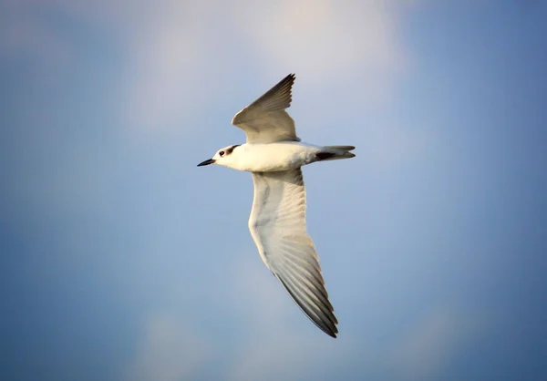 Tiro Seletivo Foco Tern Branco Alado Voo — Fotografia de Stock