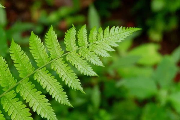 Branch Northern Beech Fern Small Green Leaves — Stock Photo, Image
