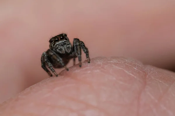 Tiro Macro Uma Aranha Saltando Uma Pele Masculina Mão — Fotografia de Stock