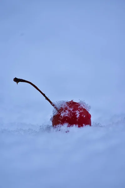 在雪地上垂直拍摄的红色樱桃 — 图库照片