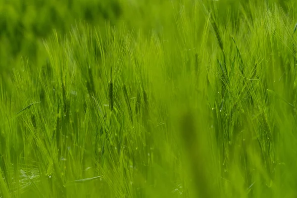 Closeup Vibrant Green Grass Wheat Flowers Thick Field Countryside Sunny — Stock Photo, Image