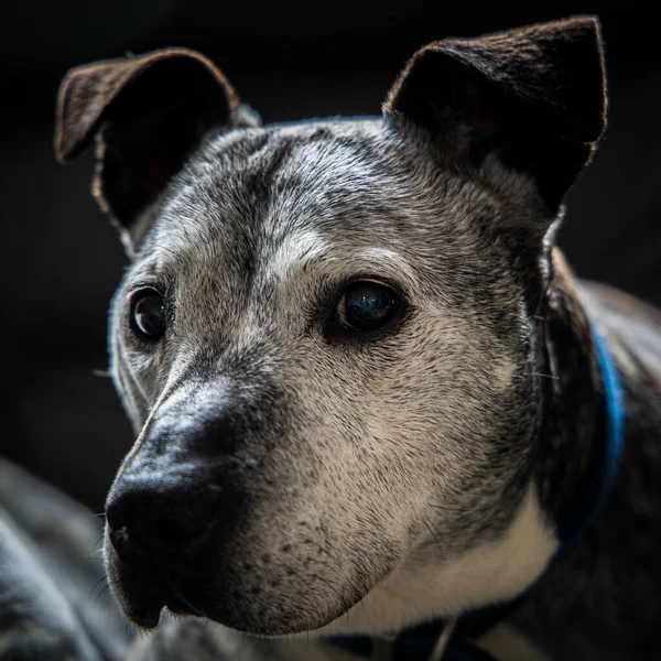 Eine Nahaufnahme Eines Hundes Mit Gefalteten Ohren Der Die Ferne — Stockfoto